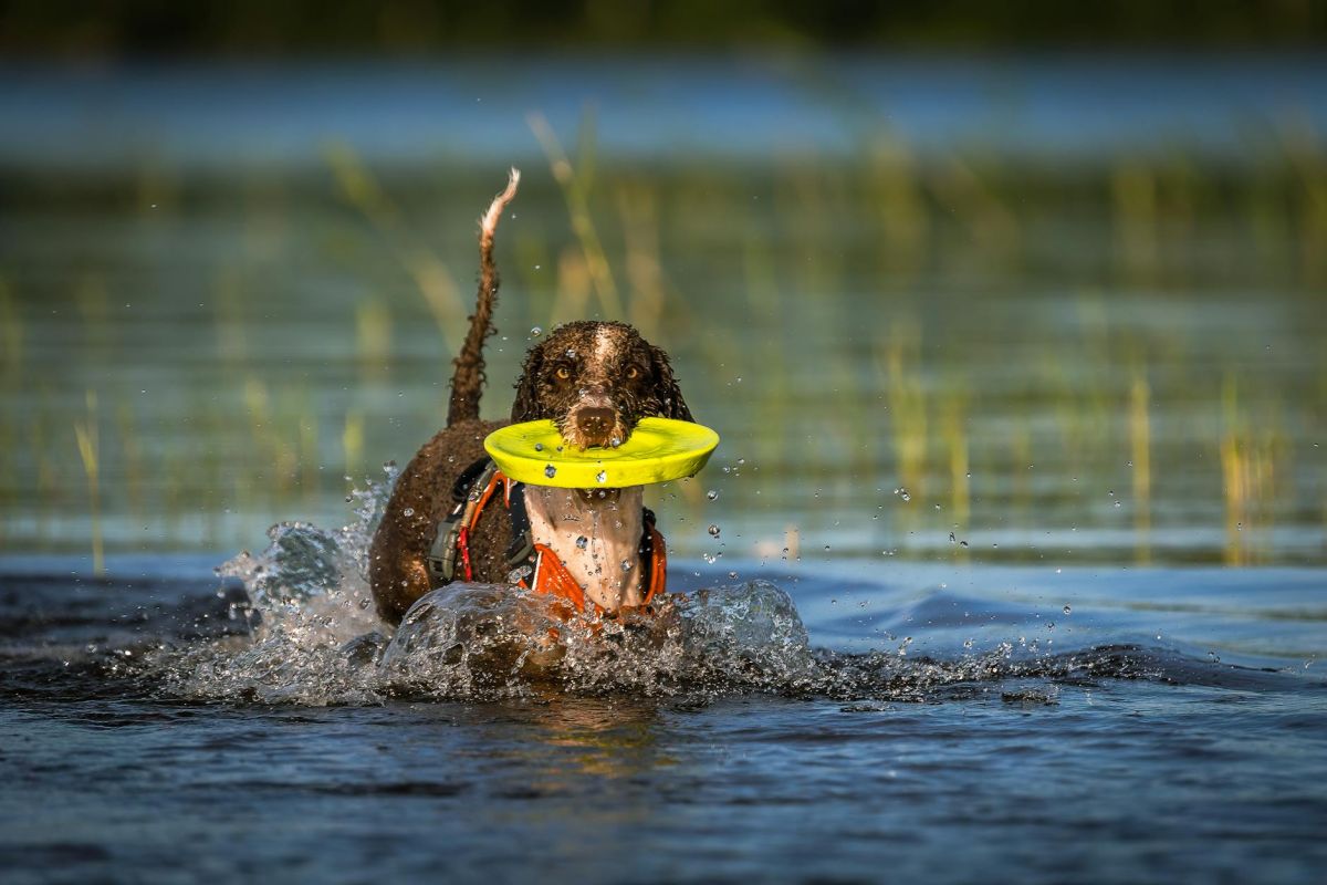 Hond in het water met frisbee