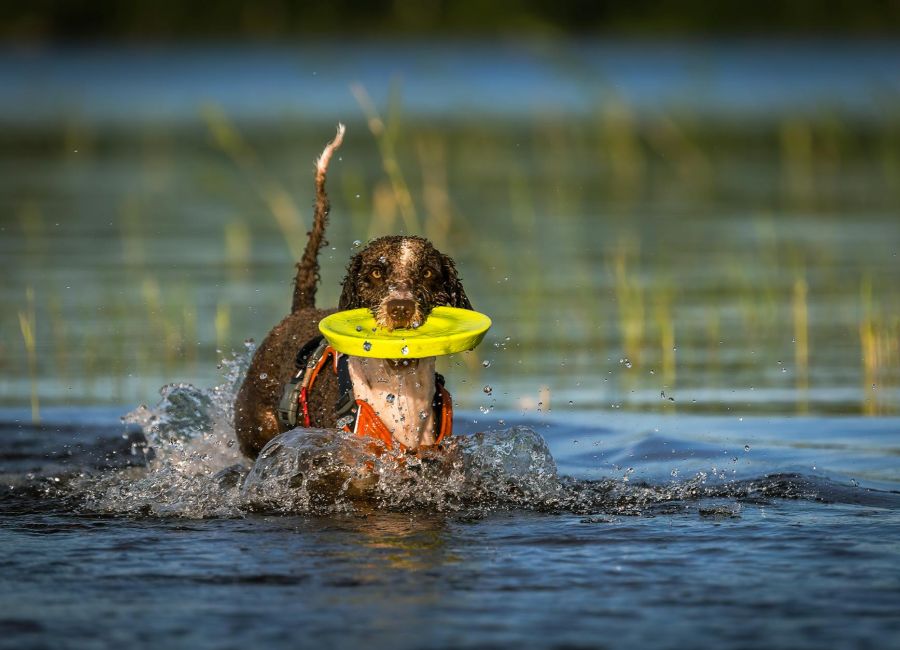 Hond in het water met frisbee